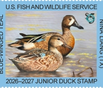 2026-2027 Junior Duck Stamp by Nina Liang
