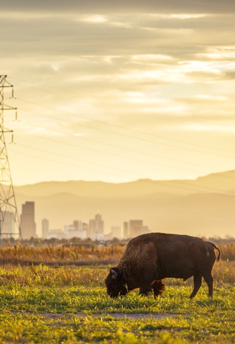 A brown bison grazes in the foreground with Denver and the Rocky Mountains rising in the background