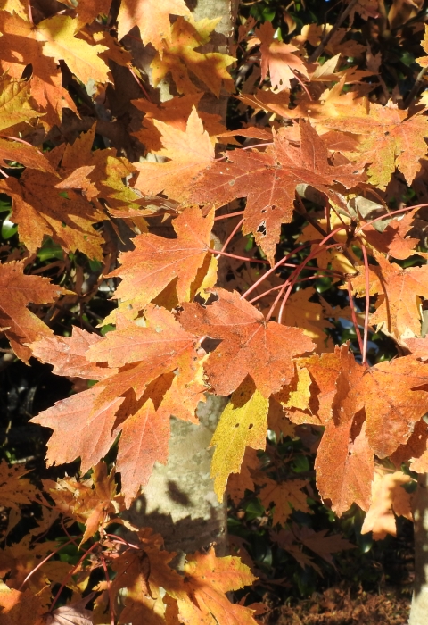 Red leaves in the fall.