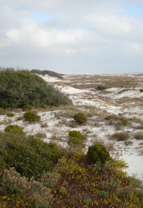 Beach Dunes along the Alabama Gulf Coast