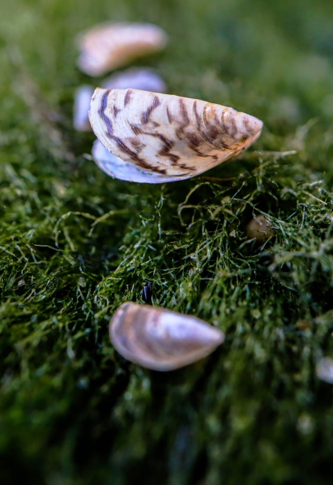 Column of zebra mussels on a moss ball