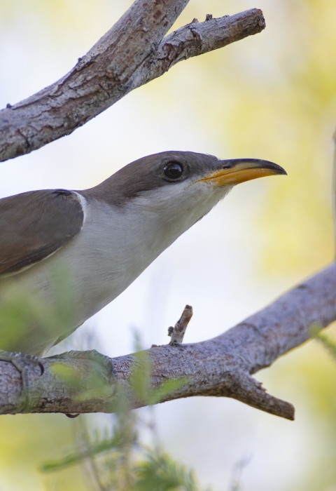 Western yellow-billed cuckoo perched on a branch. 