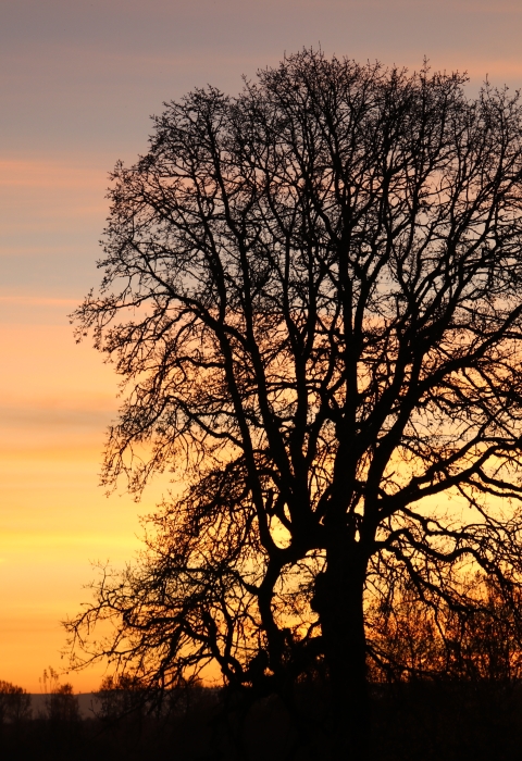 Oak tree silhouette as the sunsets and sky turns from purple to orange to yellow 