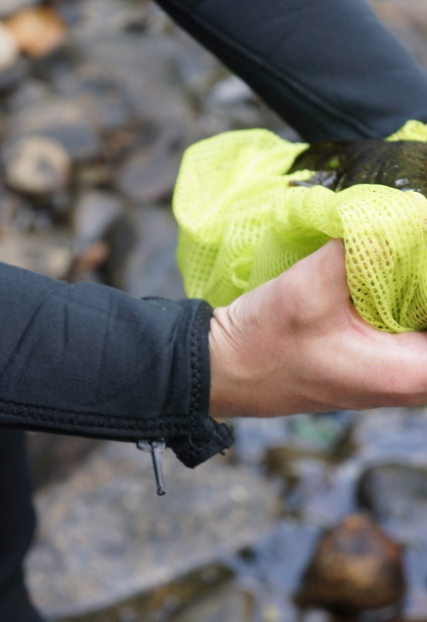 A person wearing a wetsuit holds an eastern hellbender, wet after being pulled from the water, in two hands. The person's arms and hands and the salamander are visible, along with a yellow mesh fabric that's partially wrapped around the hellbender.