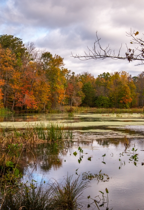  a body of water in swamp habitat surrounded by fall foliage.