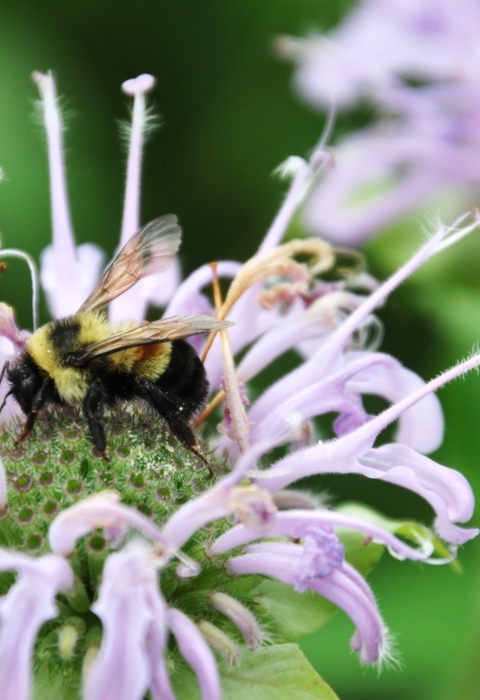 A black and yellow bee on a pink flower with spiky extensions