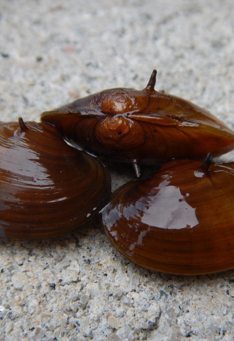 3 small mussels