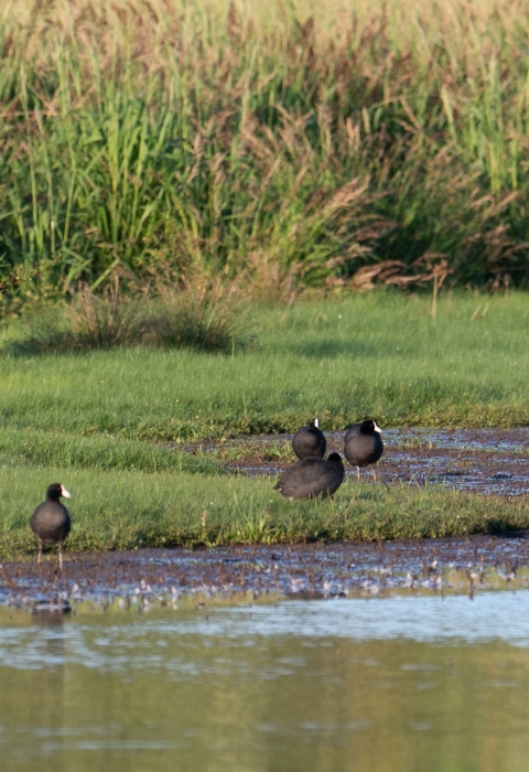 Thirteen black water birds with round little bodies and bright white beaks stand on a grassy bank of a wetlands pond. There is very tall grass behind them.