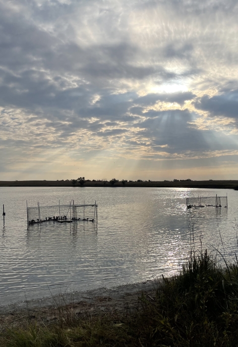 two waterfowl swim-in traps with ducks in a lake