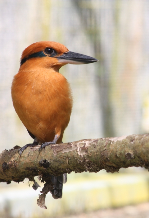 An orange bird with a black stripe across its eye and a long black beak sits on a branch