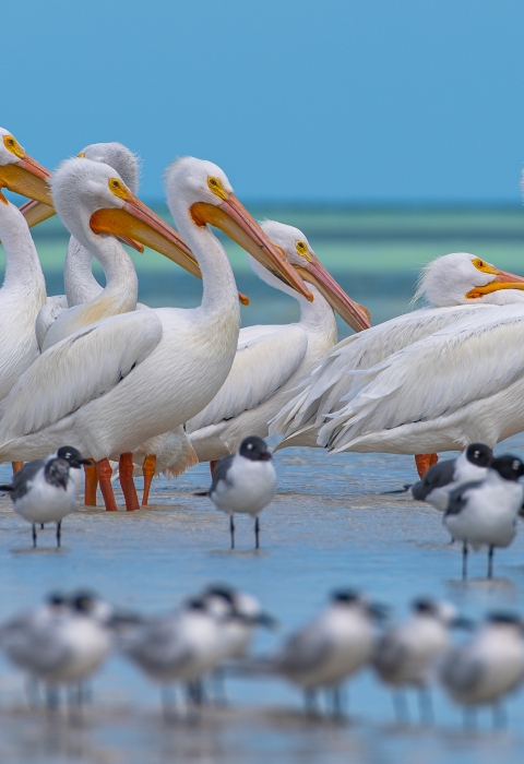 American white pelicans in Mexico