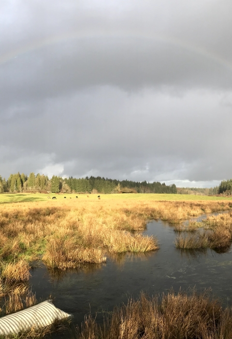 A rainbow arches over a wetland landscape with a gravel road on one side.