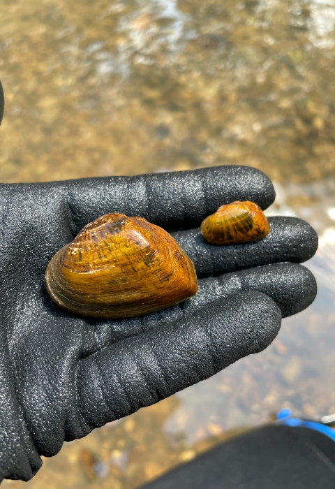 A biologist holds two snuffbox mussels in a gloved hand