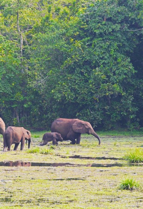 Elephants walking across a grassy field with lush trees in the background