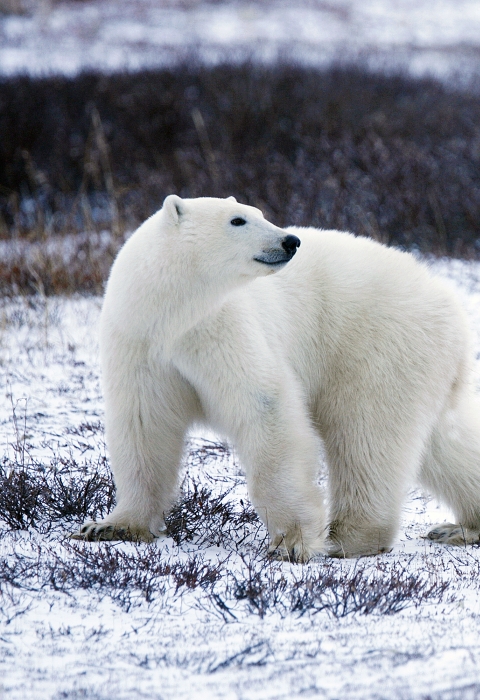 Polar Bear (Ursus maritimus) | U.S. Fish & Wildlife Service