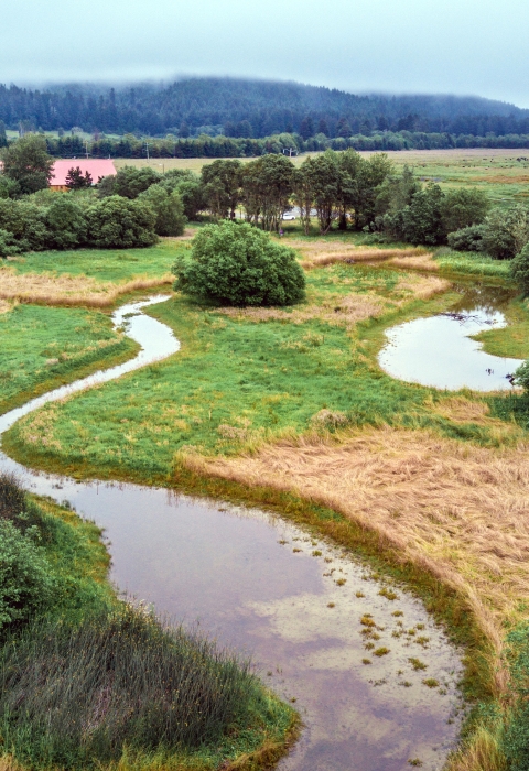 Scenic wetland area with meandering water ways, trees, shrubs, and gasses intermixed