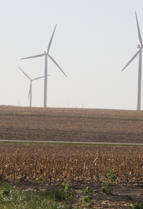 Person walking in an agricultural field with wind turbines in the background.