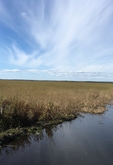 An open channel of wetland leads your eye into the dense stand of wild rice covering the remainder of the wetland. Above the water, thin white clouds streak across the blue sky.
