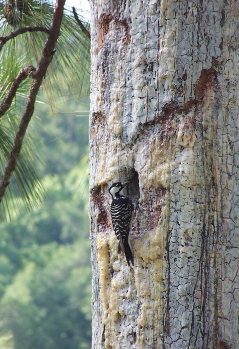 Okefenokee National Wildlife Refuge U S Fish Wildlife Service   Red Cockaded Woodpecker Credit Eric Spadgenske Usfws 