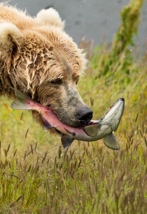 Kodiak Brown Bear Ursus Arctos Middendorffi U S Fish Wildlife Service