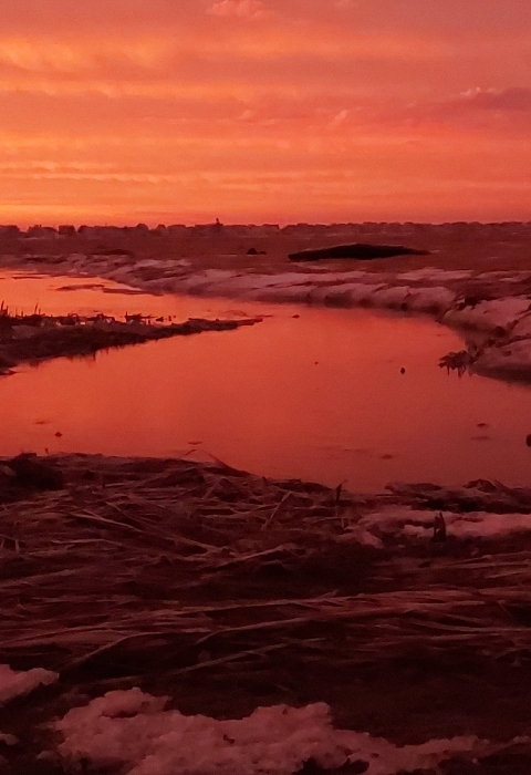 A coastal sunrise lights up the sky and paints a marsh red.