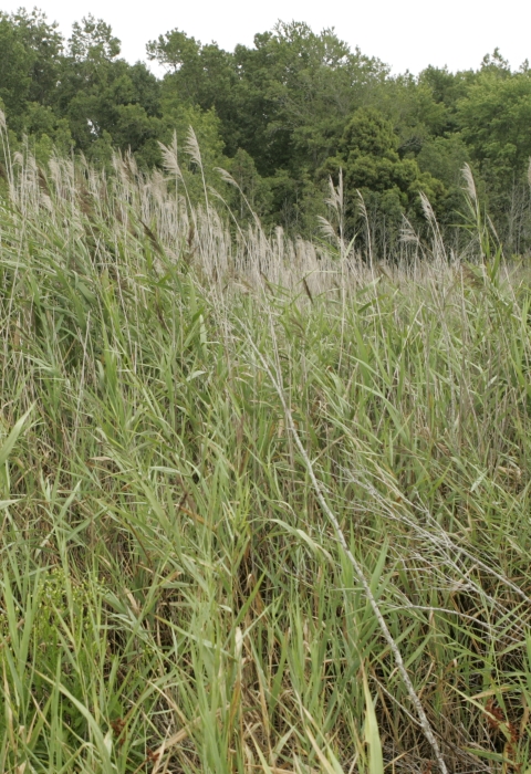 Thicket of uniform reeds