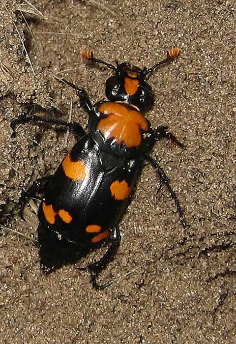 American Burying Beetle