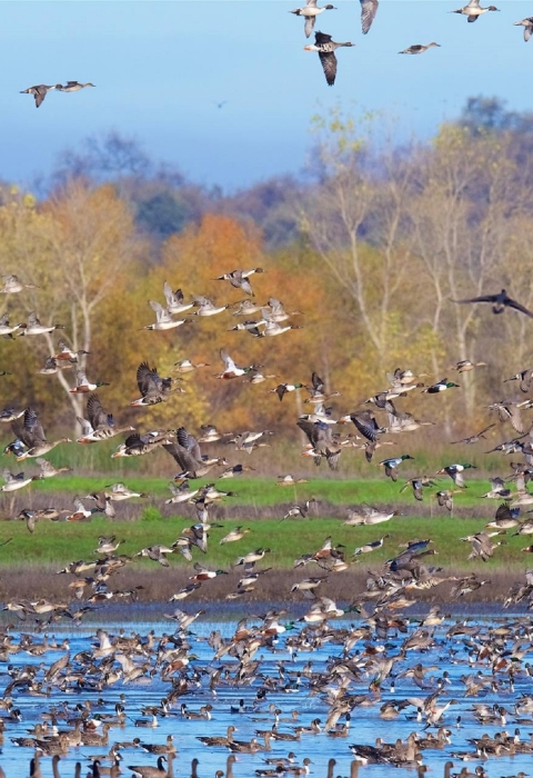 Large flock of ducks and white-fronted geese take flight from wetland with trees in background