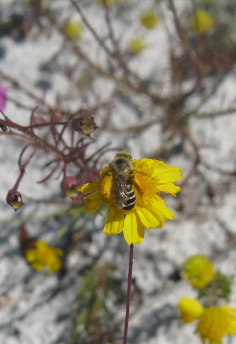A Gulf Coast solitary bee rest on flower. 