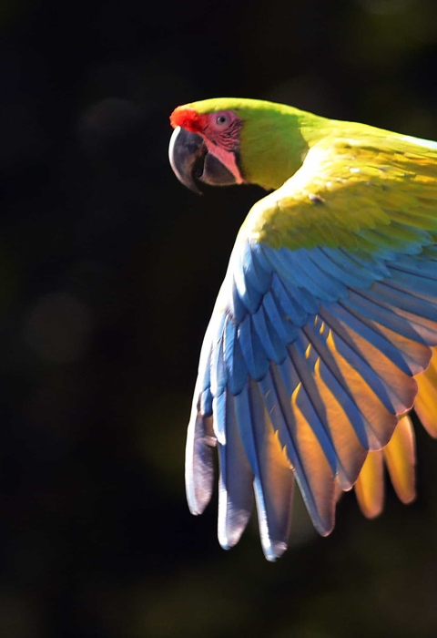 Great green macaw in flight.