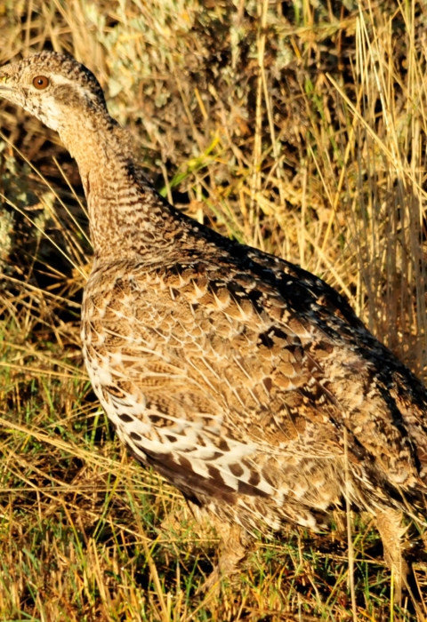 Greater Sage-Grouse 