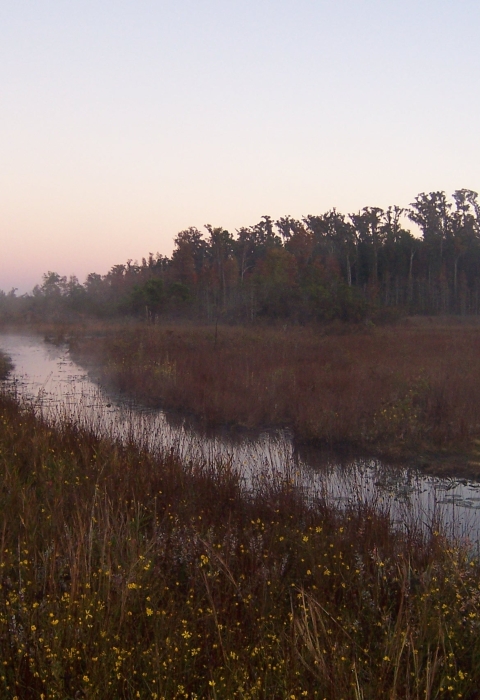 Sunrise at the Okefenokee Swamp.