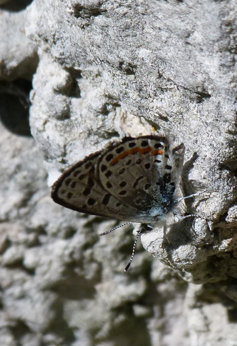 Butterfly resting on rocks