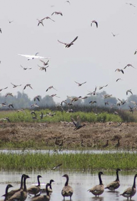 Dozens of birds make use of Don Bransford's flooded rice fields