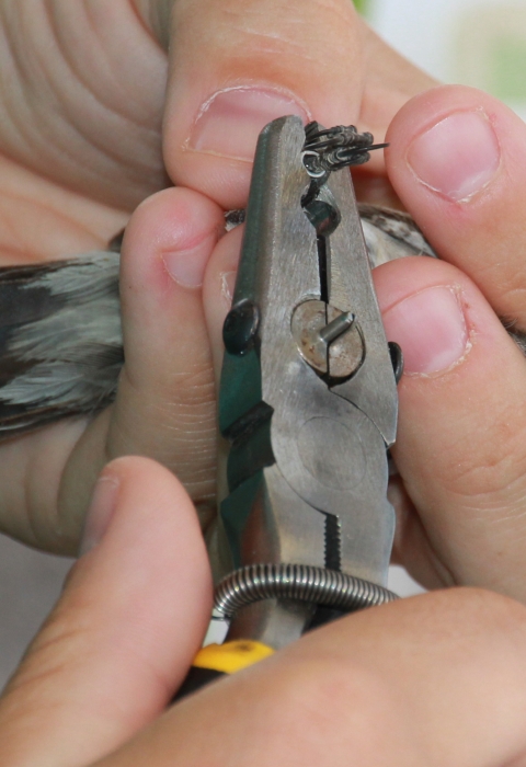 Person using tool to place a leg band on a small bird