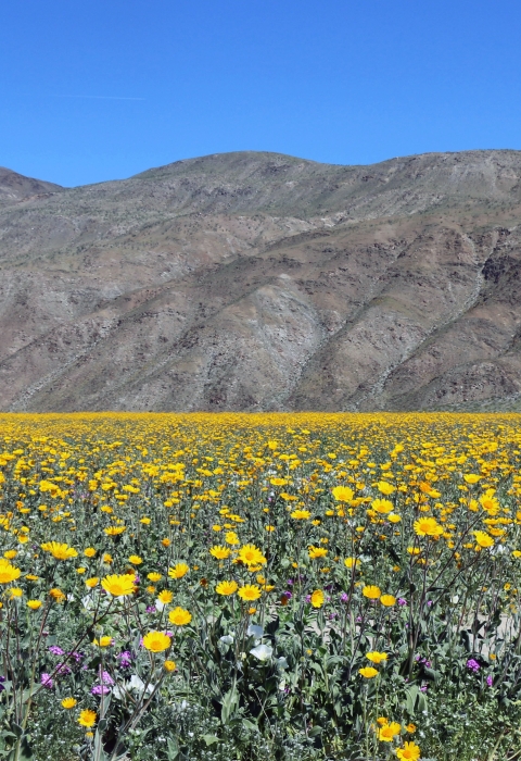 a sea of desert sunflowers with desert mountains in the background