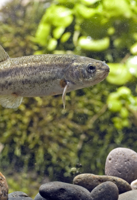 An underwater photo of an olive colored Clover Valley speckled dace