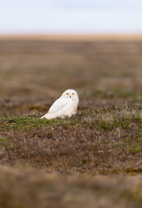 Large white bird sitting on a tundra grassland landscape with the horizon in the background