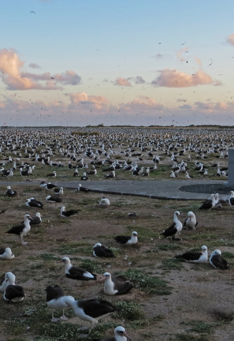 The Biggest Marine Protected Area In The World | U.S. Fish & Wildlife ...