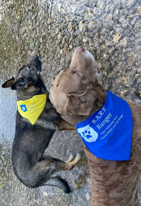 2 dogs standing in a creek with Bark Ranger bandanas on their necks