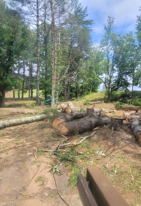 The recovery crew processed dozens of trees