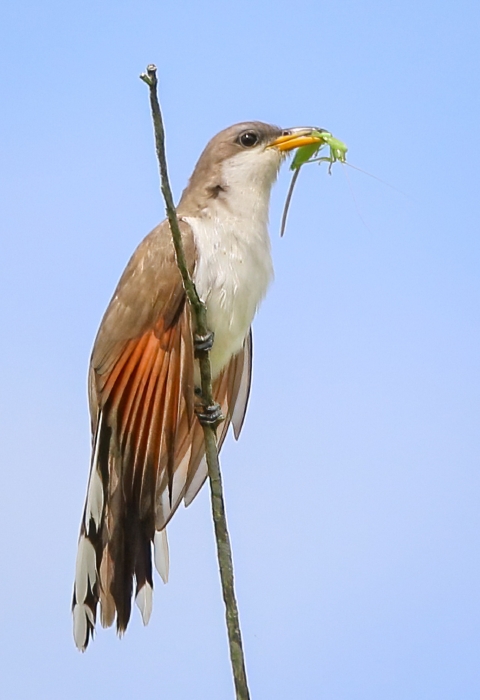 Brown, white, orange and black Yellow-Billed Cuckoo with insect in its bill while gripping a twig