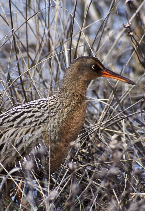 A brown and white marsh bird with a long orange bill.