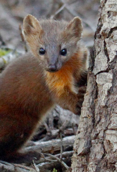 a small mammal stands by a tree