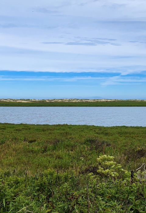 A National Wildlife Refuge sign with a blue goose stands before a field of low-growing plants with a large wetland beyond. In the distance sand dunes are on the horizon beneath a blue sky.