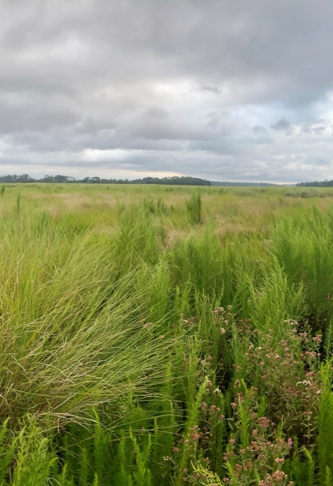 Tall grasses grow in a marsh habitat. This open landscape is suitable for multiple species, including Eastern black rail. 