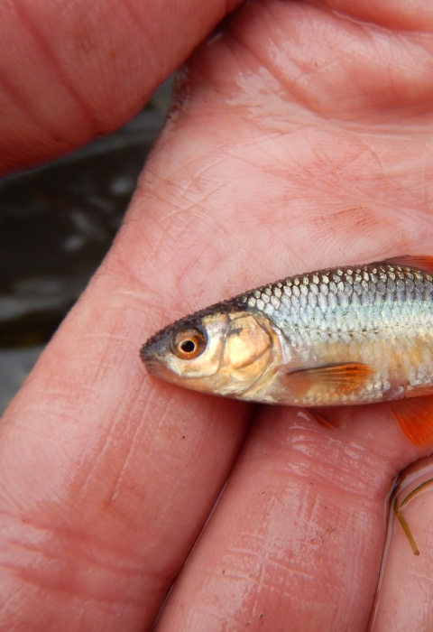 Topeka shiner minnow in a researcher's hand