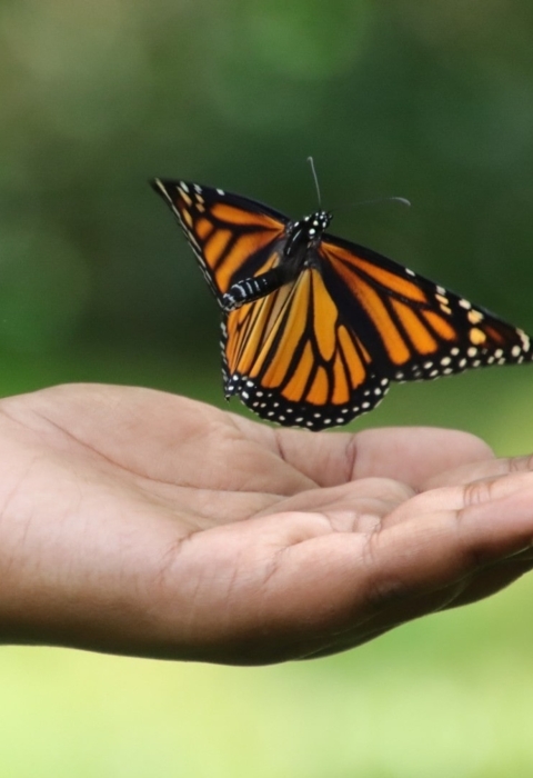 Outstretched hand holds a monarch butterfly