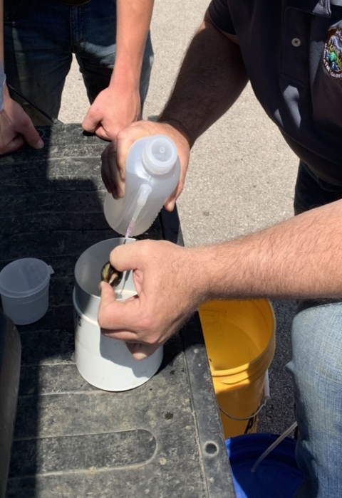 Extraction of glochidia from a brood mussel