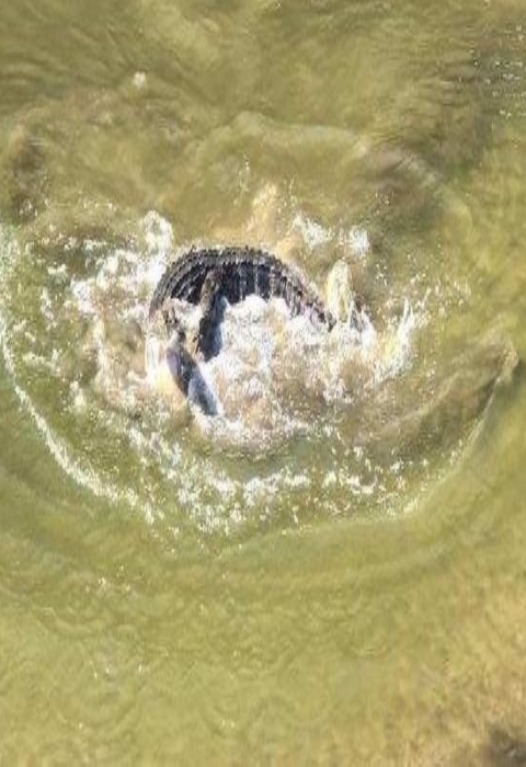 An alligator splashing in a catfish pond at Welaka NFH